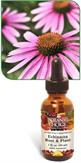 Echinacea Root and Plant Herbal Extract promotes healthy immune system